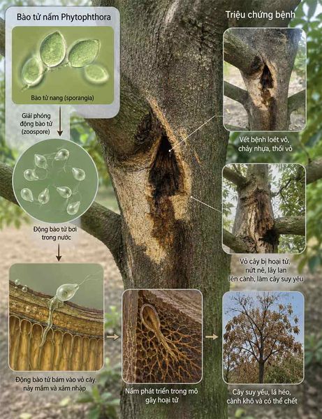 nấm Phytophthora