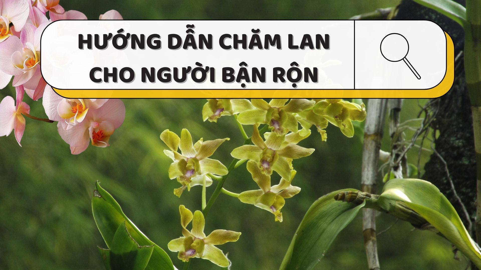 HƯỚNG DẪN CHĂM LAN CHO NGƯỜI BẬN RỘN SIÊU ĐƠN GIẢN VÀ HIỆU QUẢ