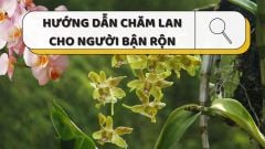 HƯỚNG DẪN CHĂM LAN CHO NGƯỜI BẬN RỘN SIÊU ĐƠN GIẢN VÀ HIỆU QUẢ