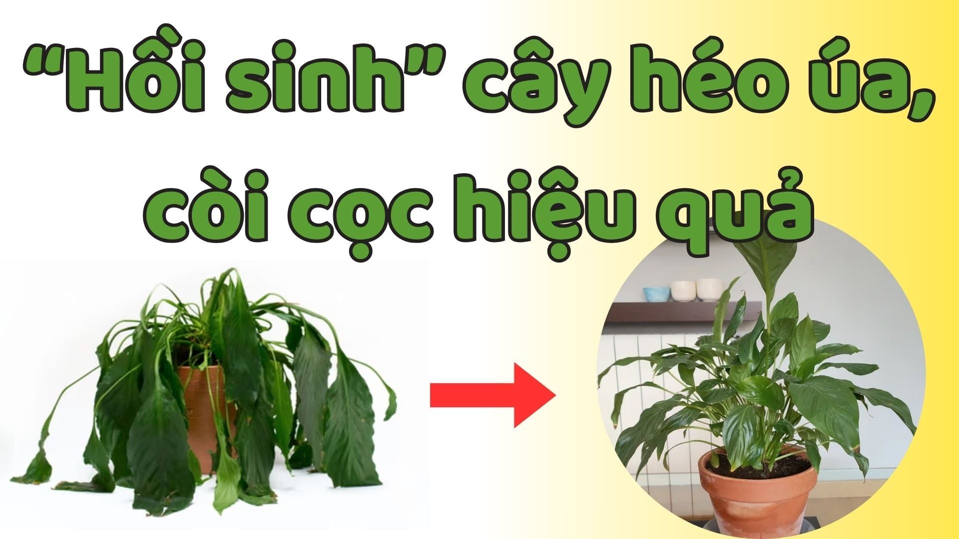 Làm Thế Nào Để Cứu Cây Đang Héo Úa, Còi Cọc, Suy Kiệt Chỉ Trong 1 Tuần?