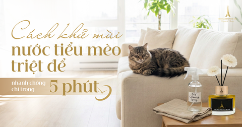 Cách khử mùi nước tiểu mèo triệt để, nhanh chóng chỉ trong 5 phút