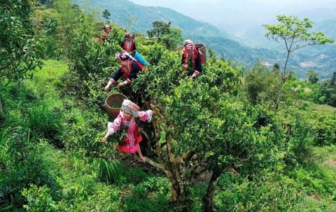 Tinh Hoa Trà Núi Cao Tây Bắc