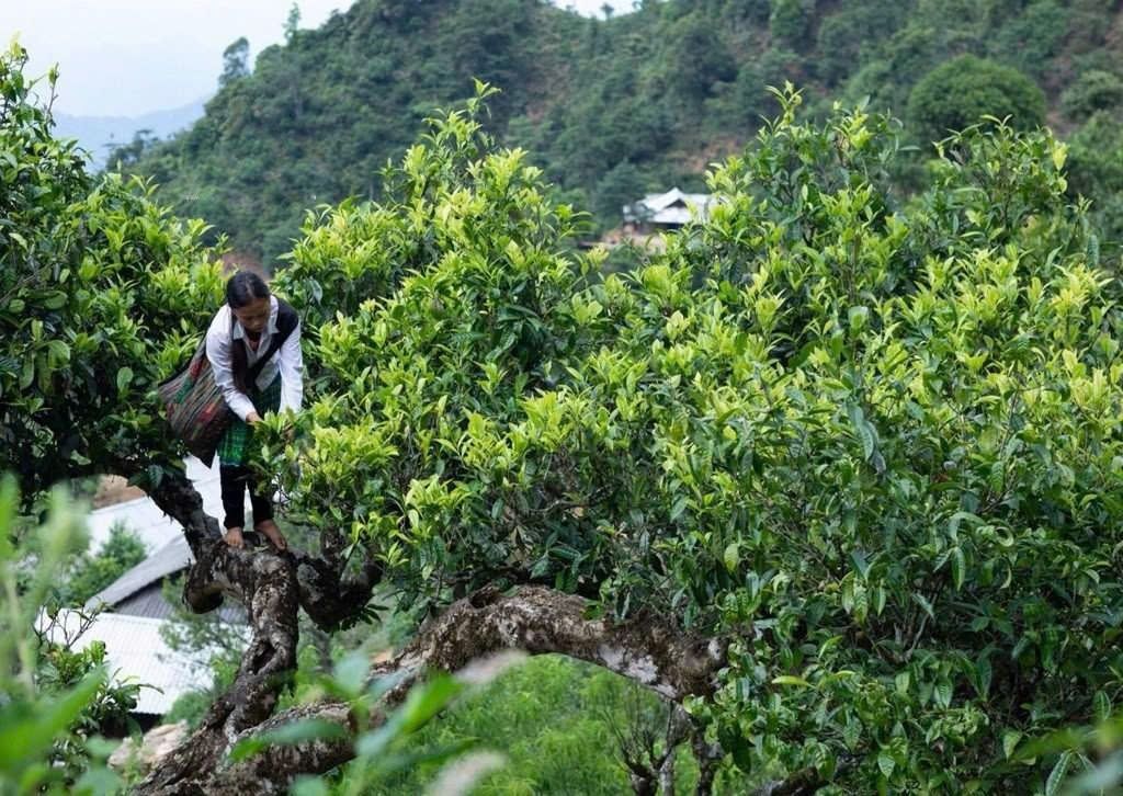 Shan Tuyết Suối Giàng: Tinh Hoa Trà Việt