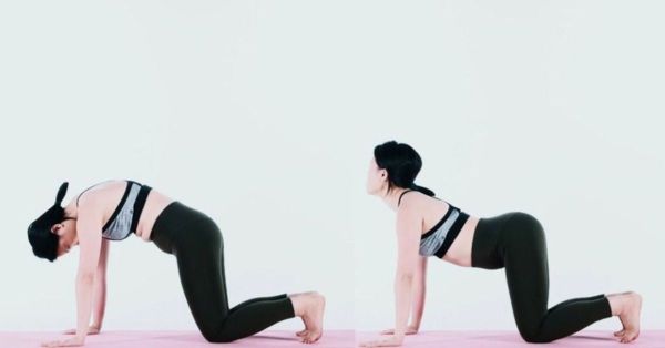 Tư thế con mèo - con bò