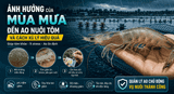 Ảnh hưởng của mùa mưa đến ao nuôi tôm và cách xử lý để tôm khỏe