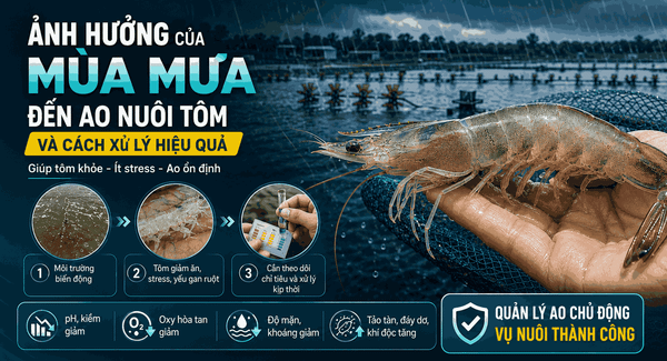 Ảnh hưởng của mùa mưa đến ao nuôi tôm và cách xử lý để tôm khỏe
