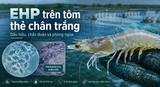 EHP trên tôm thẻ chân trắng và giải pháp TTC F100 hỗ trợ phòng ngừa