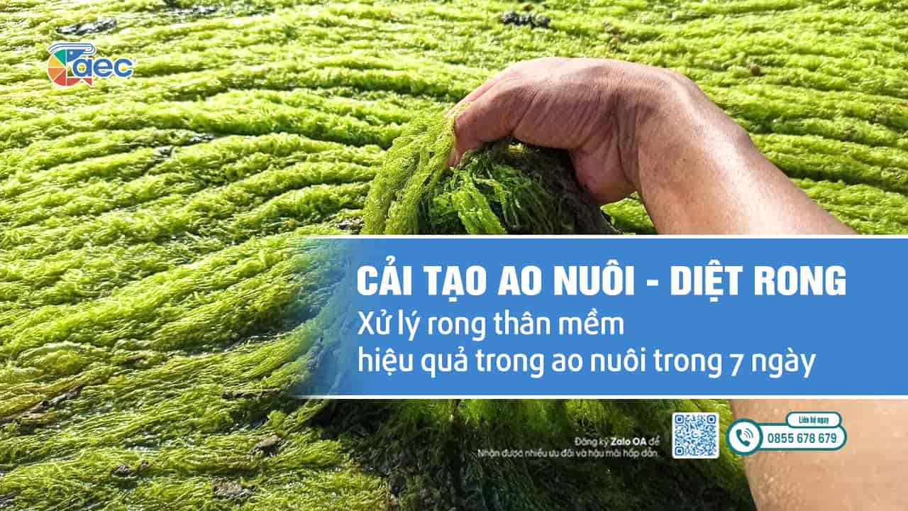 Rong Nhớt Trong Ao Nuôi Tôm – Nguyên Nhân, Tác Hại & Cách Xử Lý