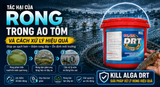 Rong trong ao tôm: Nguyên nhân, tác hại và biện pháp xử lý hiệu quả