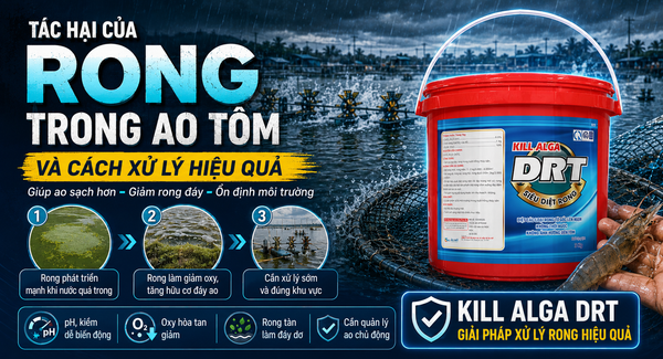 Rong trong ao tôm: Nguyên nhân, tác hại và biện pháp xử lý hiệu quả