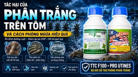 Phòng phân trắng cho tôm hiệu quả với 4 yếu tố