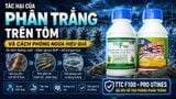 Phòng phân trắng cho tôm hiệu quả với 4 yếu tố
