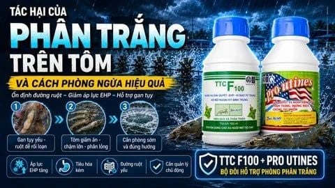 Phòng phân trắng cho tôm hiệu quả với 4 yếu tố