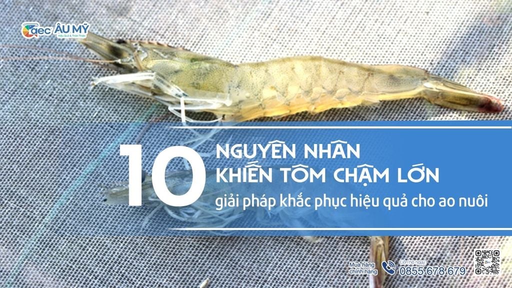 Nguyên nhân tôm chậm lớn – 10 lý do & cách khắc phục hiệu quả