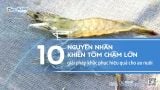 Nguyên nhân tôm chậm lớn – 10 lý do & cách khắc phục hiệu quả