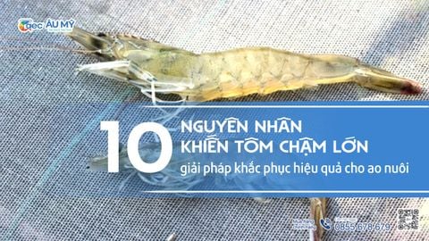 Nguyên nhân tôm chậm lớn – 10 lý do & cách khắc phục hiệu quả