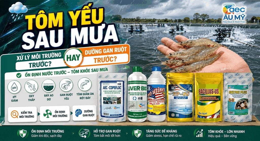 Tôm yếu sau mưa: xử lý môi trường trước hay dưỡng gan ruột trước?