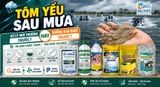 Tôm yếu sau mưa: xử lý môi trường trước hay dưỡng gan ruột trước?