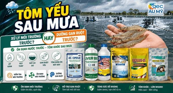 Tôm yếu sau mưa: xử lý môi trường trước hay dưỡng gan ruột trước?