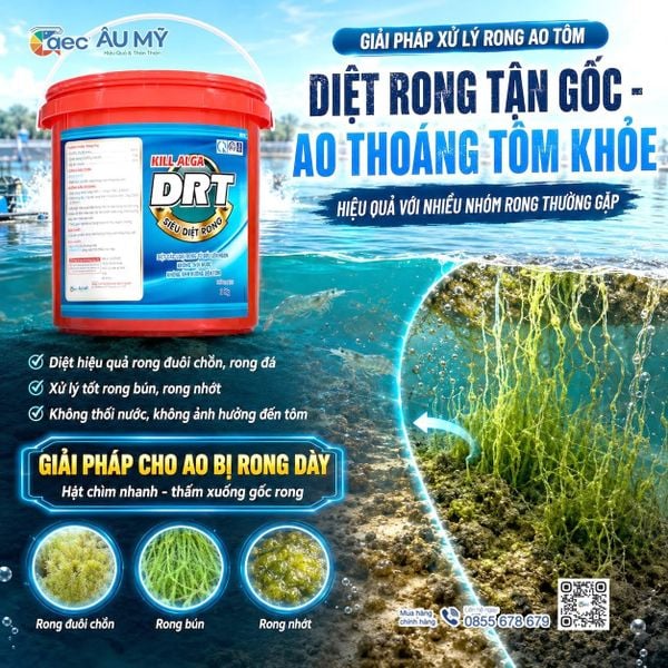 Kill Alga DRT dạng hạt, sử dụng tập trung tại khu vực rong phát triển.