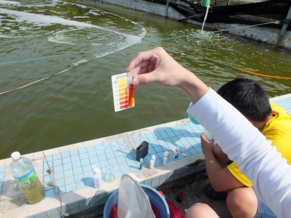 Kiểm tra pH và kiềm ao tôm sau mưa