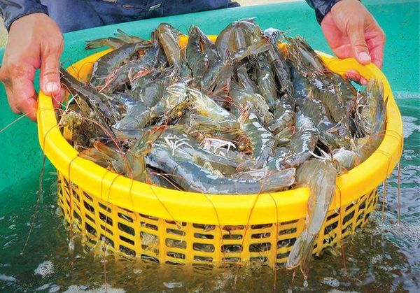 Tôm khỏe mạnh nhờ xử lý đúng kỹ thuật sau mưa