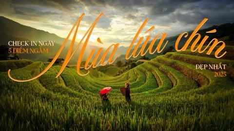 CHECK-IN NGAY 5 ĐIỂM NGẮM MÙA LÚA CHÍN ĐẸP NHẤT 2025