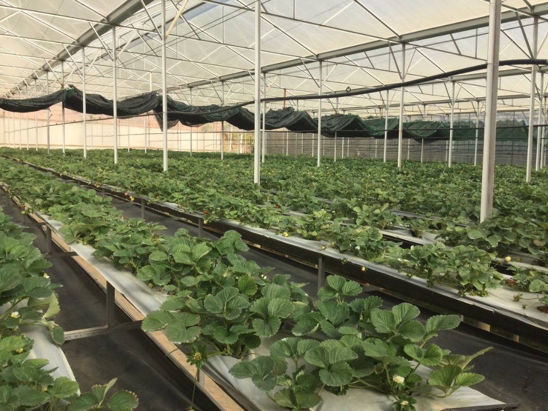 Lưới Chắn Côn Trùng – Lá Chắn Hiệu Quả Cho Nông Sản Sạch, Tăng Gấp Đôi Lợi Nhuận