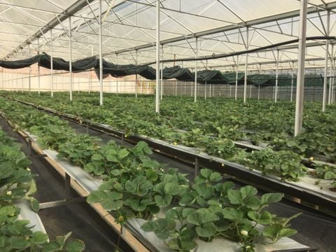 Lưới Chắn Côn Trùng – Lá Chắn Hiệu Quả Cho Nông Sản Sạch, Tăng Gấp Đôi Lợi Nhuận