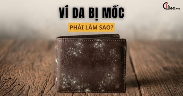 Ví da bị mốc phải làm sao? Bí kíp hồi sinh món đồ da yêu thích của bạn
