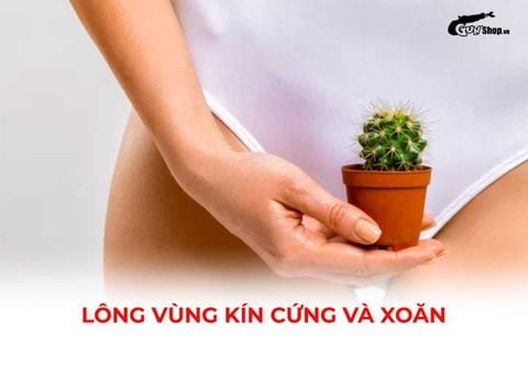 Lông vùng kín cứng và xoăn có bình thường không? Có sao không?