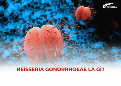 Neisseria gonorrhoeae là gì? Mức độ nguy hiểm và cách phòng tránh hiệu quả