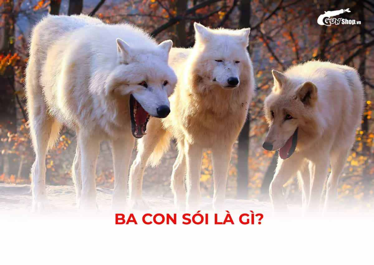 Ba con sói là gì?