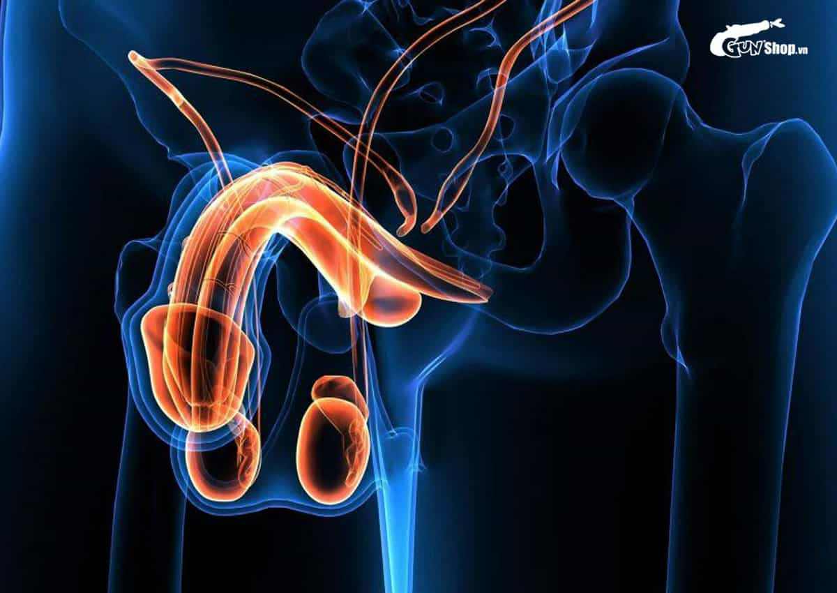Dương vật bị cong có nguy hiểm không?