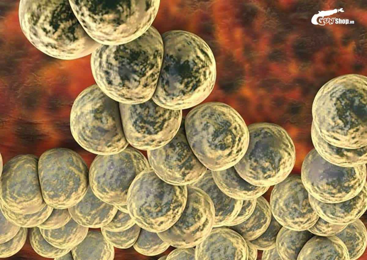 Neisseria gonorrhoeae là gì? Neisseria gonorrhoeae có nguy hiểm không?