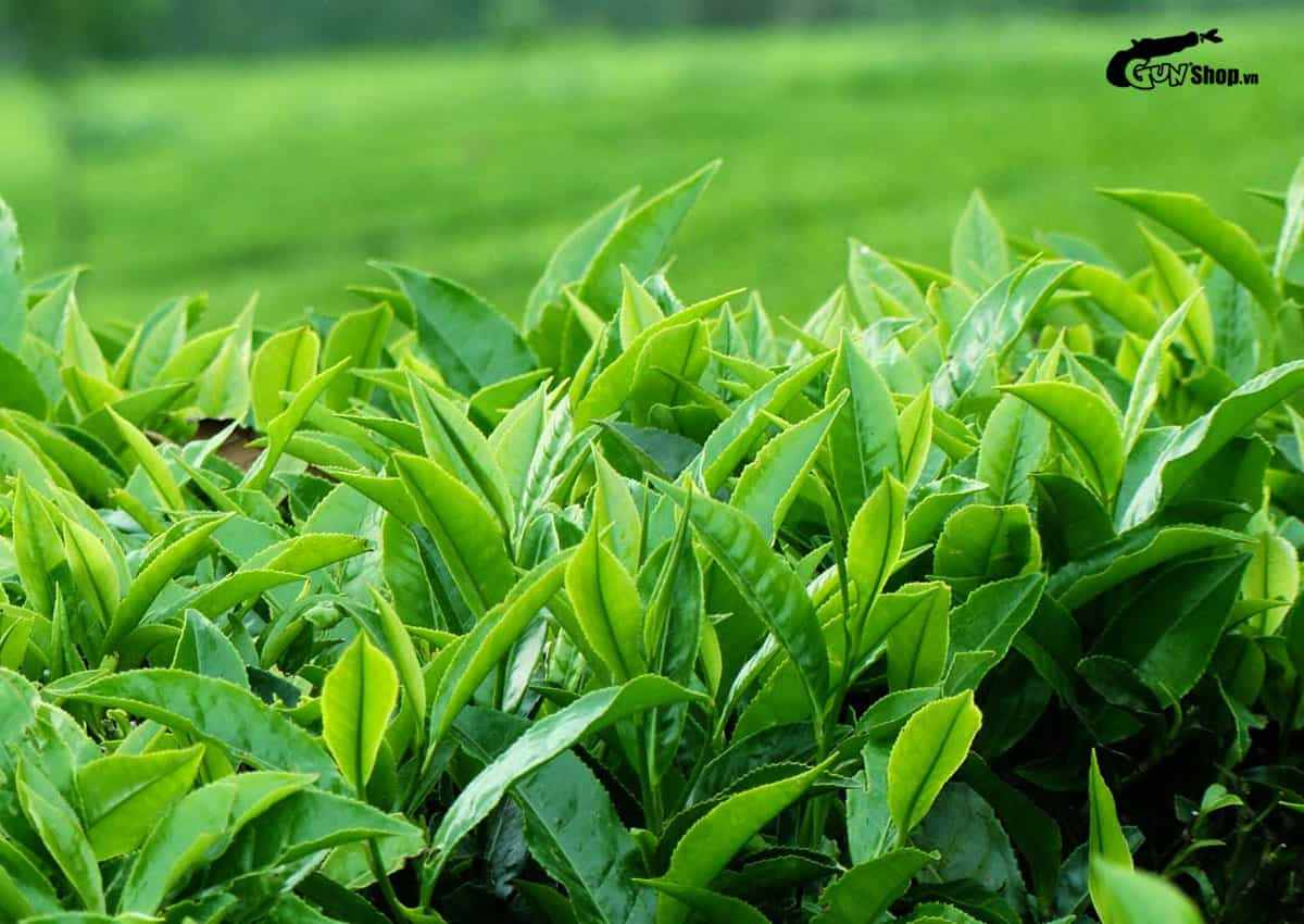 Cách trị ngứa 2 bên mép vùng kín tại nhà hiệu quả, an toàn