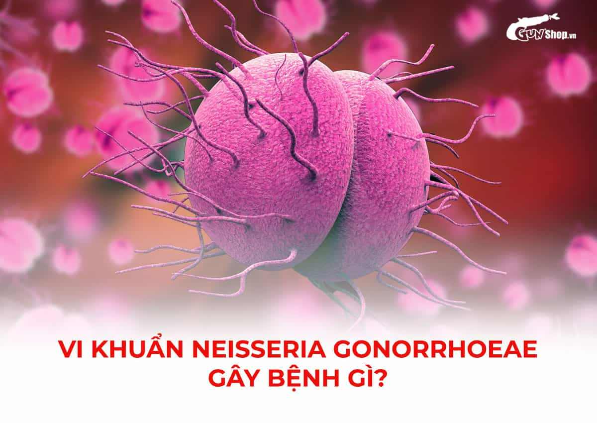 Vi khuẩn Neisseria Gonorrhoeae gây bệnh gì?