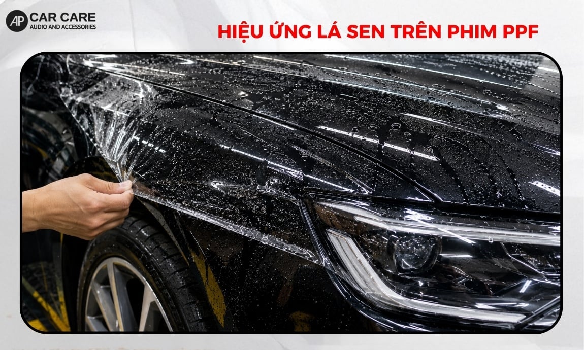Hiệu ứng lá sen trên phim PPF có thực sự chống bám nước hiệu quả?