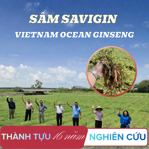 Sâm SAVIGIN (Vietnam Ocean Ginseng) – Thành tựu 16 năm nghiên cứu