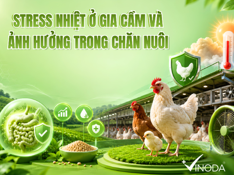 STRESS NHIỆT Ở GIA CẦM VÀ ẢNH HƯỞNG TRONG CHĂN NUÔI