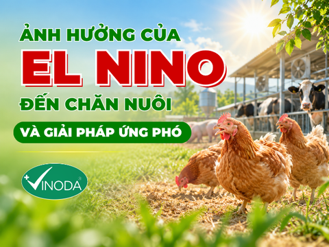 ẢNH HƯỞNG EL NINO ĐẾN CHĂN NUÔI VÀ GIẢI PHÁP ỨNG PHÓ VỚI EL NINO ĐỂ BẢO VỆ ĐÀN VẬT NUÔI