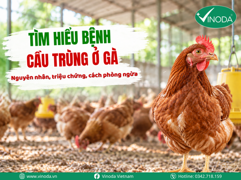 TỔNG QUAN VỀ BỆNH CẦU TRÙNG GÀ: NGUYÊN NHÂN, TRIỆU CHỨNG VÀ CÁCH ĐIỀU TRỊ CẦU TRÙNG GÀ