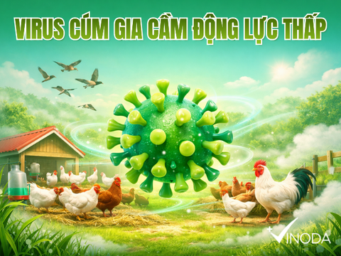 VIRUS CÚM GIA CẦM ĐỘNG LỰC THẤP BIẾN ĐỔI VÀ LƯU Ý QUAN TRỌNG