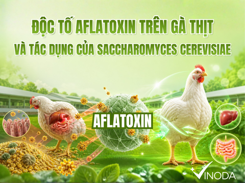 ĐỘC TỐ AFLATOXIN TRÊN GÀ THỊT VÀ TÁC DỤNG CỦA NẤM MEN SACCHAROMYCES CEREVISIAE