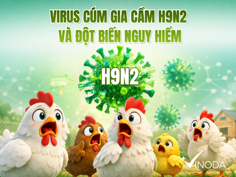 CÚM GIA CẦM H9N2 VÀ TIÊU CHUẨN PHÂN LOẠI MỚI