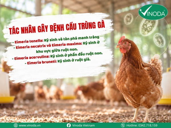 Tại sao cầu trùng gà lại nguy hiểm