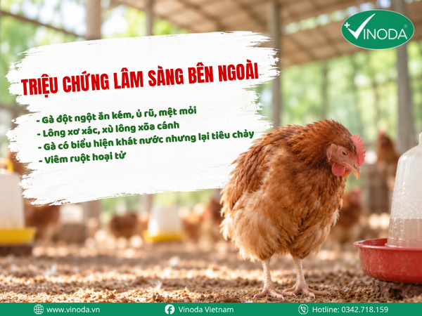 Triệu trứng lâm sàng bên ngoài của Cầu trùng gà