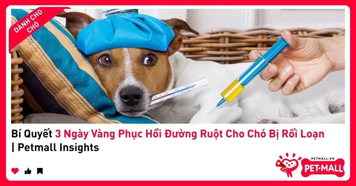 Bí Quyết 3 Ngày Vàng Phục Hồi Đường Ruột Cho Chó Bị Rối Loạn | Petmall Insights