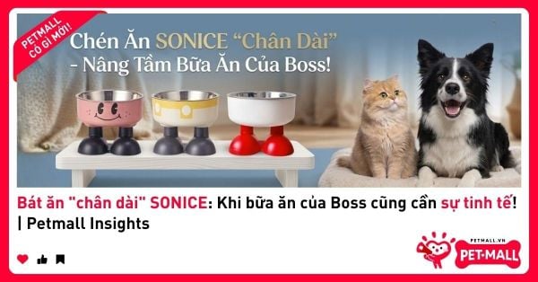 Bát ăn 