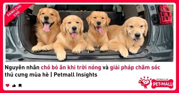 Nguyên nhân chó bỏ ăn khi trời nóng và giải pháp chăm sóc thú cưng mùa hè | Petmall Insights